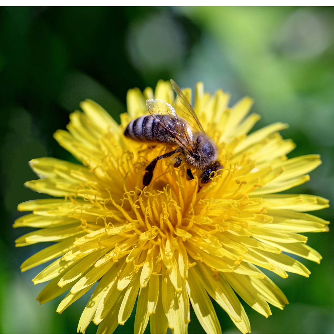 Raw Artisan Honey – wholesale Honey – Organic Raw Dandelion Honey1