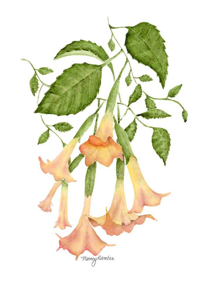 Impression Giclée Aquarelle Florale "Just Pistils & Petals" pour la vente par Beauty Is Inside