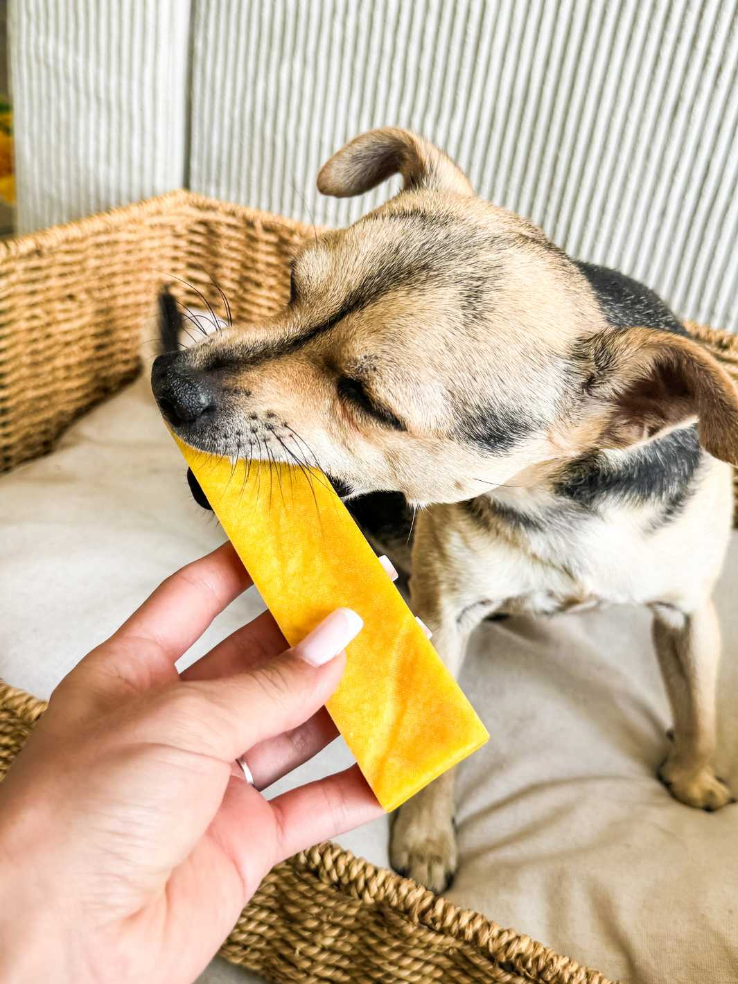 Truffe Délice - Wholesale Pet Treats - Dog - Yak cheese16