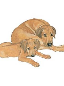 Rhodesian Ridgeback - Calamita in legno per la vendita all'ingrosso da parte di Pipsqueak Productions