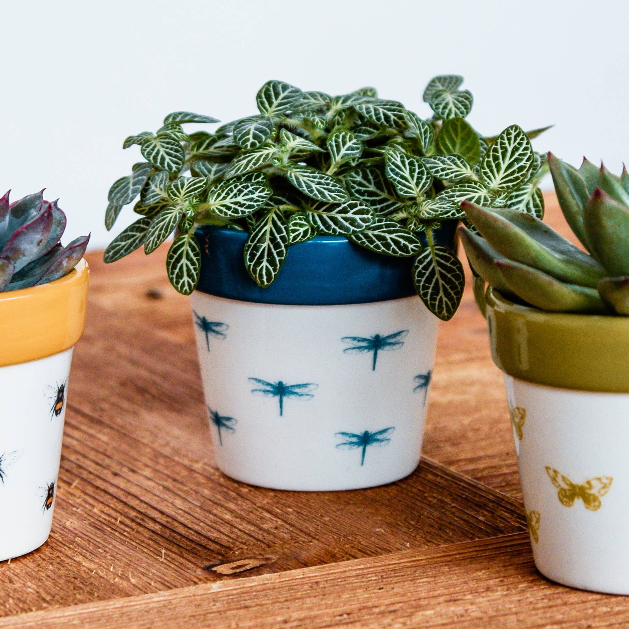 Ivyline - Vendita all'ingrosso Vasi per piante - Vaso per cactus Ivyline Dragonfly, altezza 7 cm x profondità 7 cm