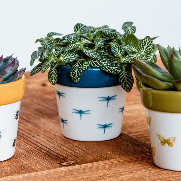 Ivyline - Wholesale Plant Pot - Ivyline Dragonfly Cacti Planter, H7cm x D7cm