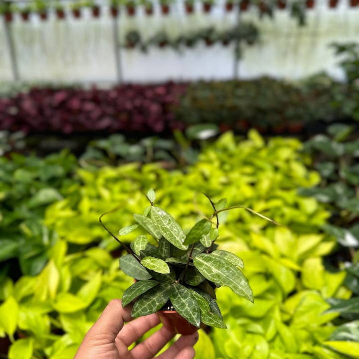 MyPlants LLC - Wholesale Live Plant - Hoya Elliptica - 4" from MyPlants3