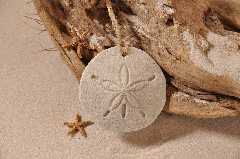 The Sand Store by Creative Artworks, Inc. - Vendita all'ingrosso Decorazione - Ornamento Sand Dollar Sand1