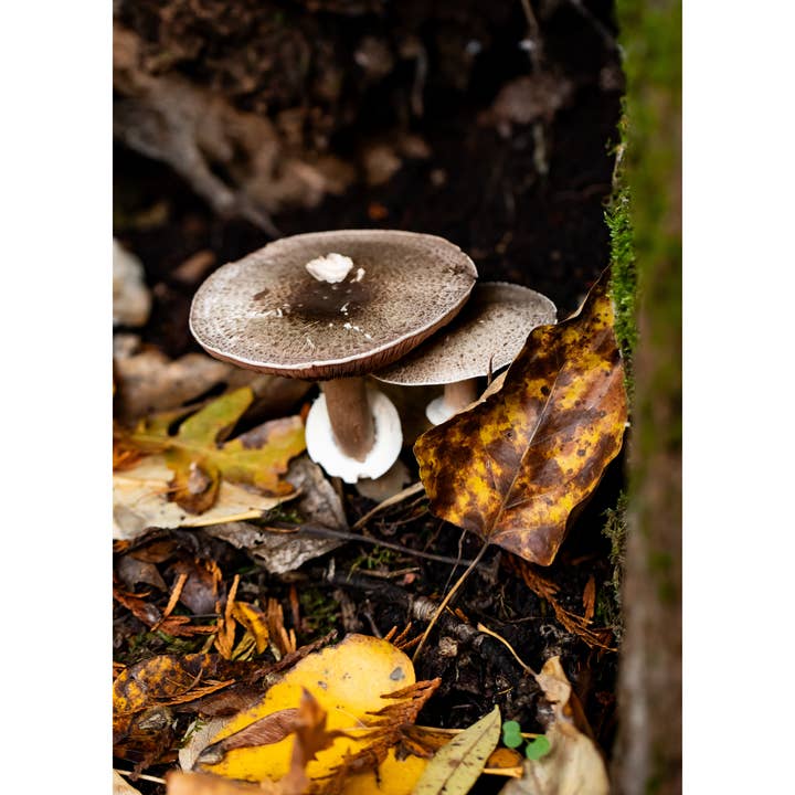 Stampa fotografica «Nook» • Funghi, Funghi, Macro, PNW per la vendita all'ingrosso da parte di Andrea Morris Art