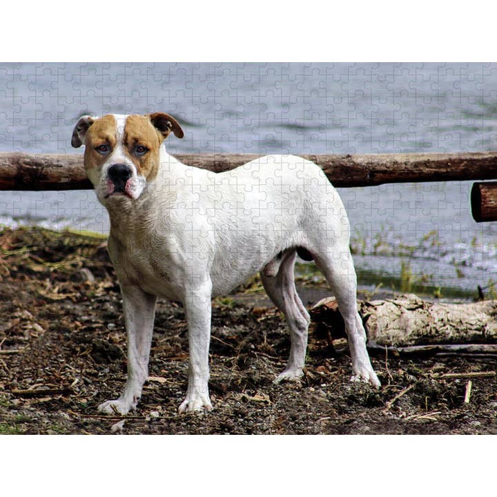 PUSLESPIL - PUSLESPIL MED BOKS „DEN AMERIKANSKE STAFFORD for engroshandel hos sorayadapuzzostore