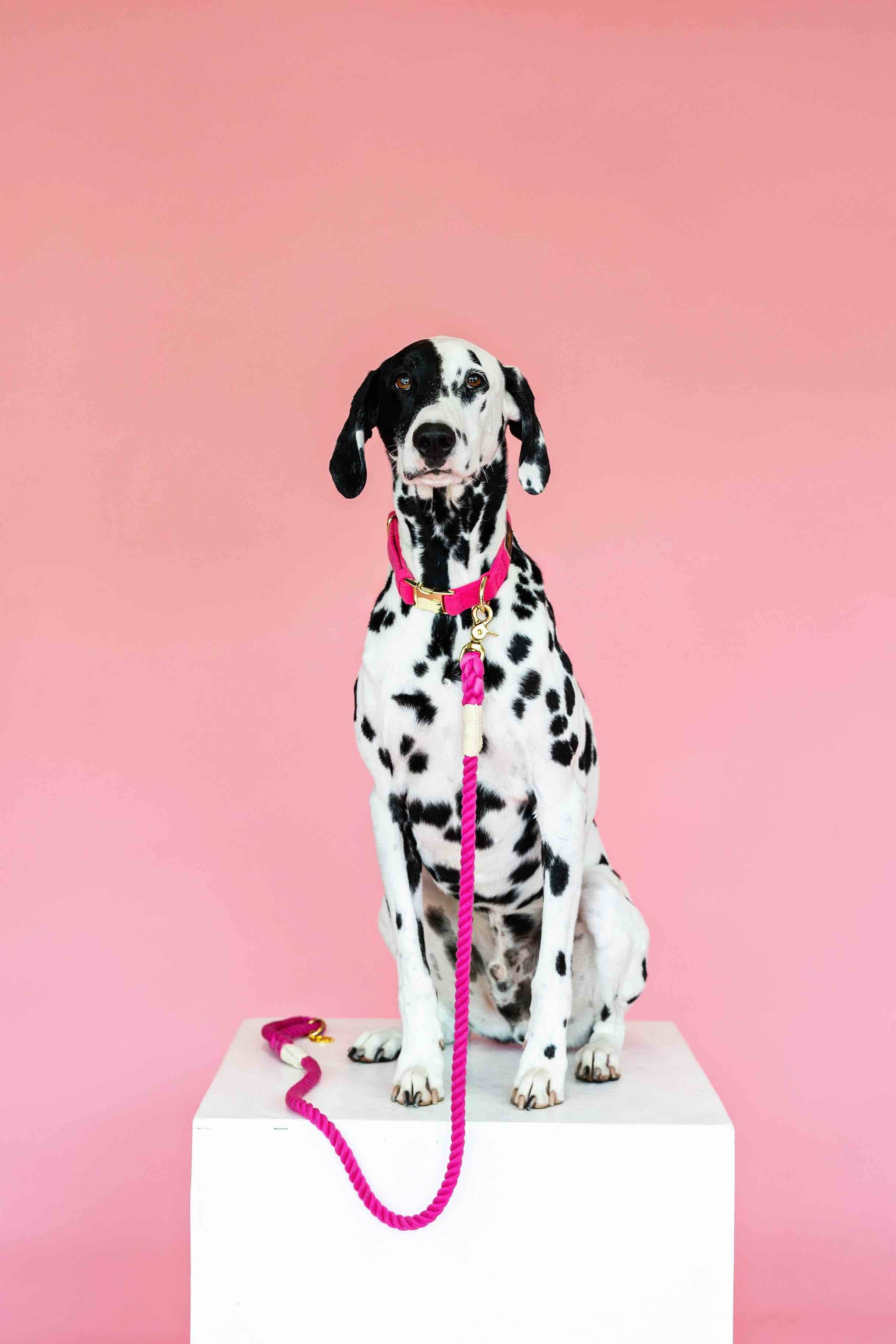 Pink Papyrus | Premium, Durable, & Stylish Dog Products - Wholesale Pet Leash - Dog - Rope Leash MEGA Bundle | Dog Leash Pack | Dog Lead Bundle 2