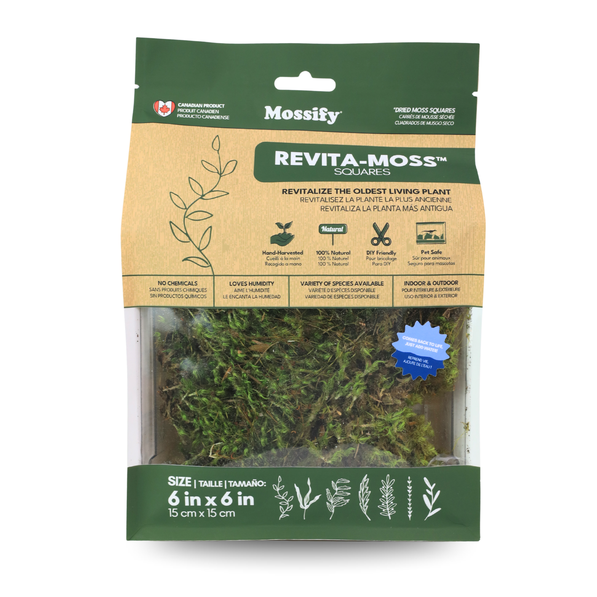 Mossify - Wholesale Live plant - Live Mood Moss – Dormant 6x6" Squares, Hand-Harvested1