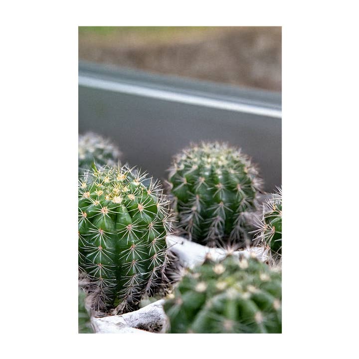 Chive - Wholesale Plant Seeds - 2026 Small Mixed Cacti Indoor Seeds Packet2