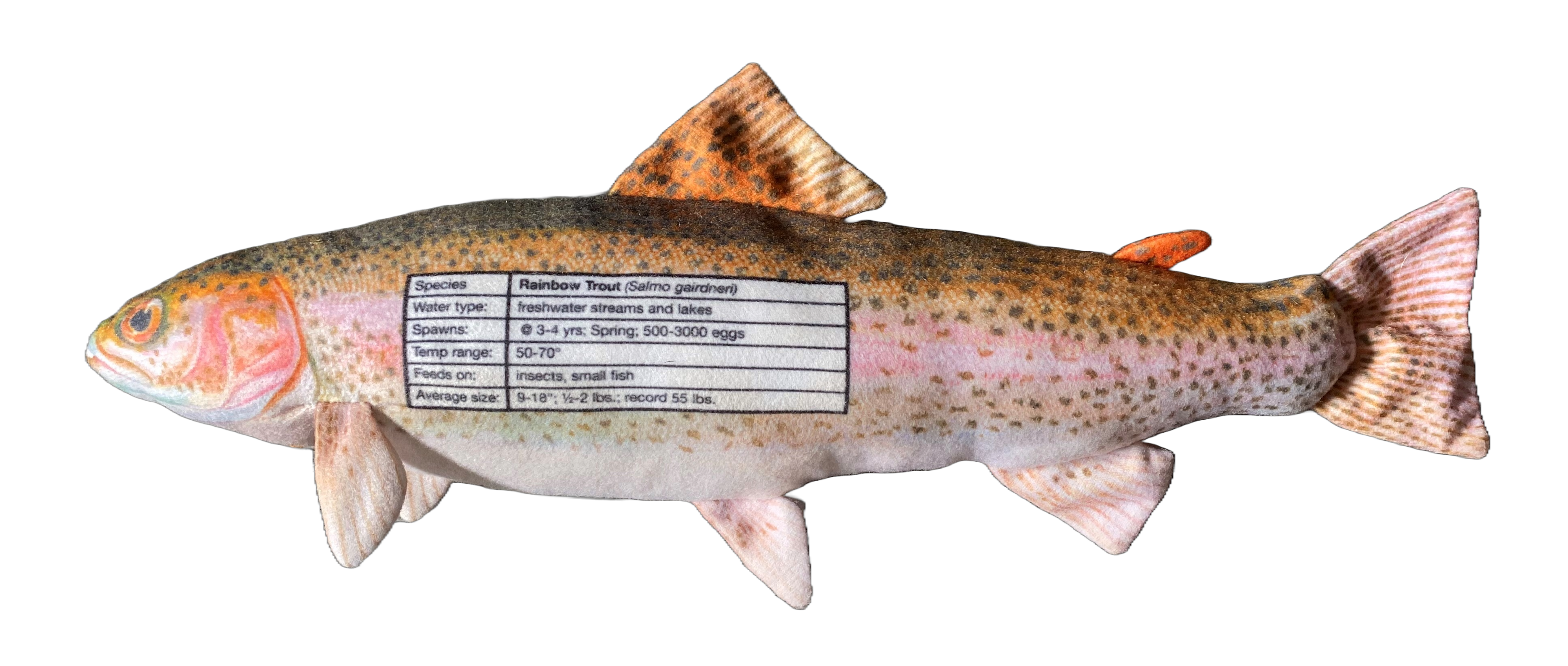 FishTargets - Wholesale Sporting Accessories - Rainbow Trout1