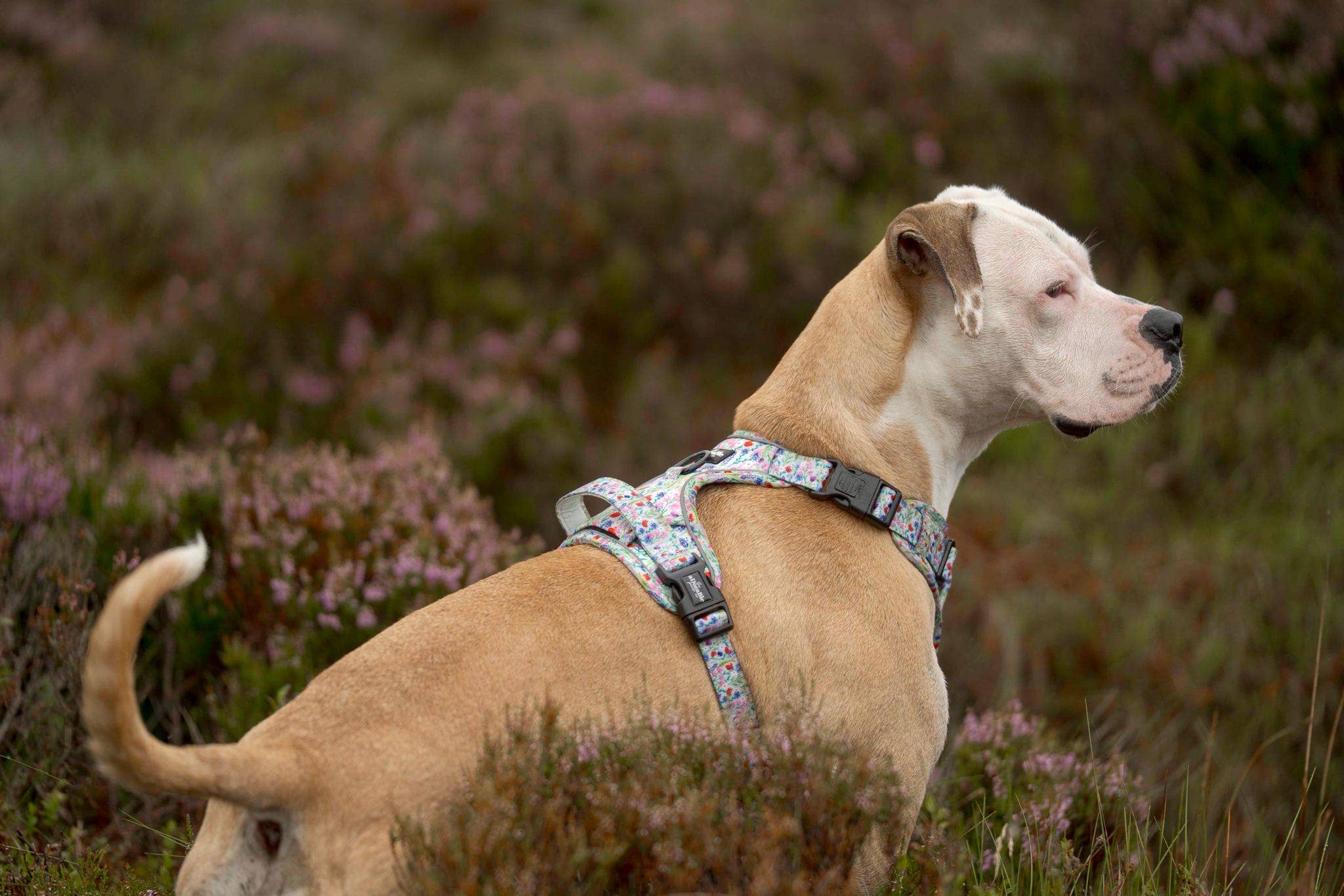 The aDoraBle Pooch Company - Wholesale Tuig voor huisdieren - Hond - Hike & Go Lite™ Harnas - Wildflower Meadow11
