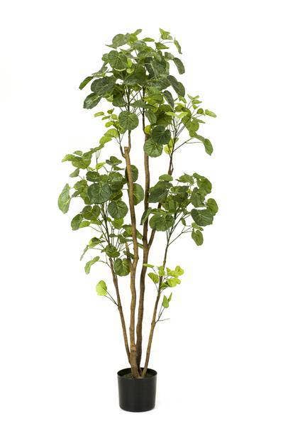 Oasis of Life - Wholesale Artificial Plant - Artificial Plant Polyscias – Aralia – 160cm – High-quality artificial indoor tree with many lifelike leaves – Evergreen decorative plant for living room, office & interiors – Maintenance-free & durable0