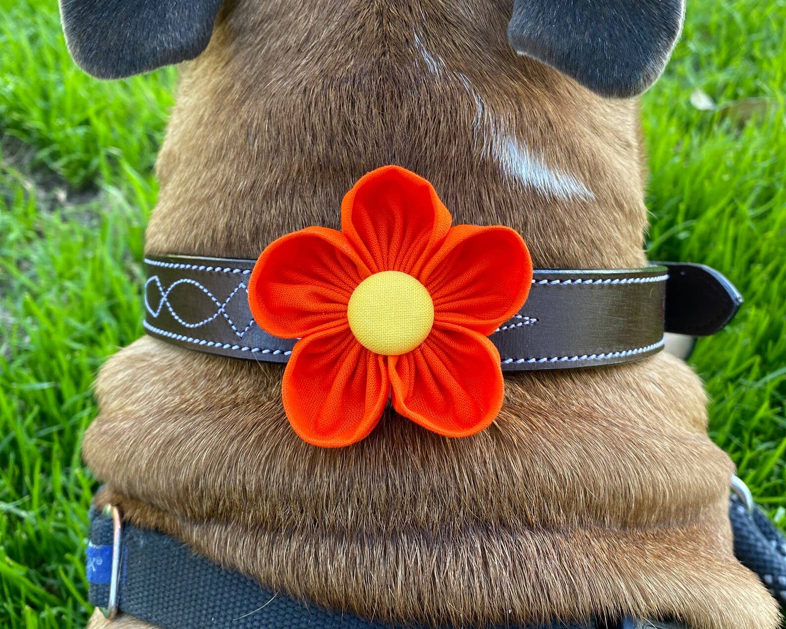 Darcy's Canine Designs - Wholesale Pet Collar - Dog - Orange California Poppy Collar Flower Pet Accessory
