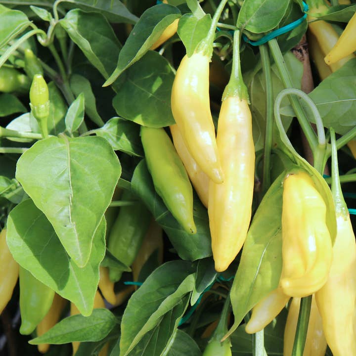 Sow the Magic - Wholesale Plant Seeds - Lemon Drop Pepper Tarot Garden + Gift Seed Packet
