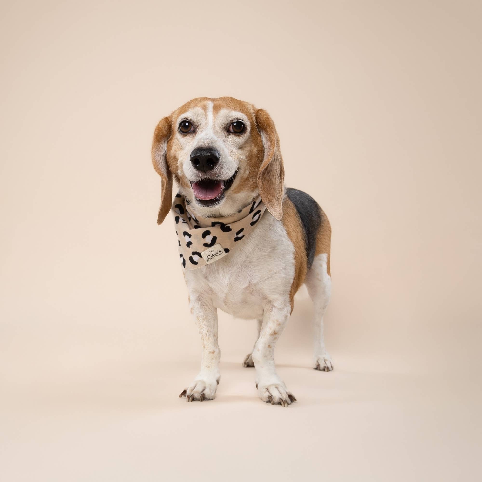 The Paws – Großhandel Haustier-Bandana – Hund – Urban Hundebandana von The Paws2