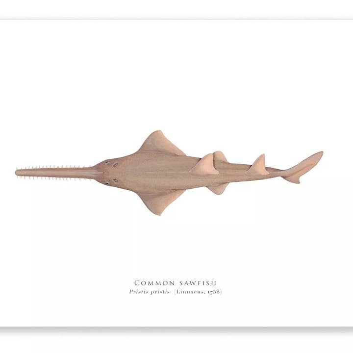 Largetooth Sawfish - Fine Art Print for wholesale by Stick Figure Fish