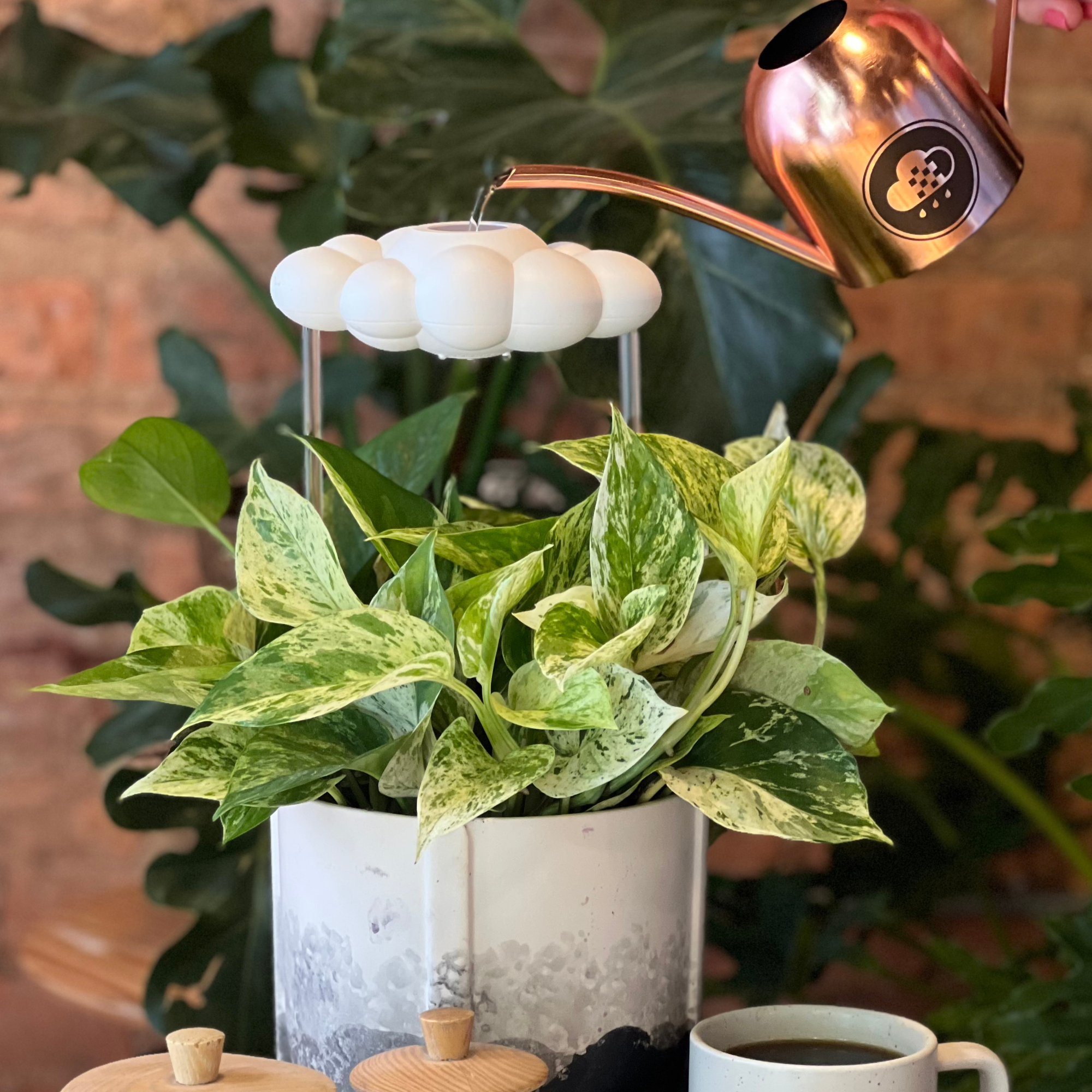 The Cloud Makers - Wholesale Watering Can - Original Dripping Rain Cloud15