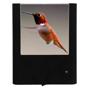 Colibri Rufous pour la vente par Nightlight Studio