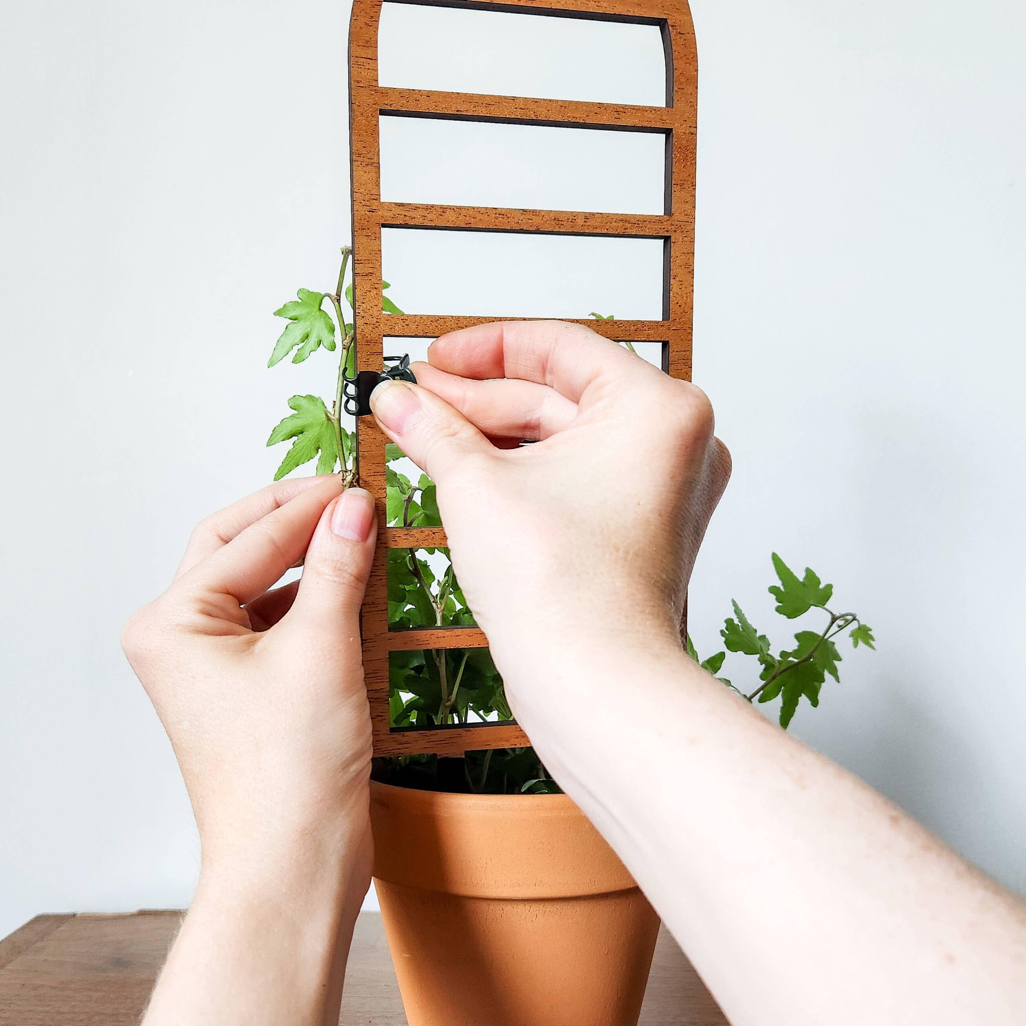 Leaf & Node - Wholesale Trellis - Ladder-Style Arch Trellis - for Indoor Plants (2 Sizes)8