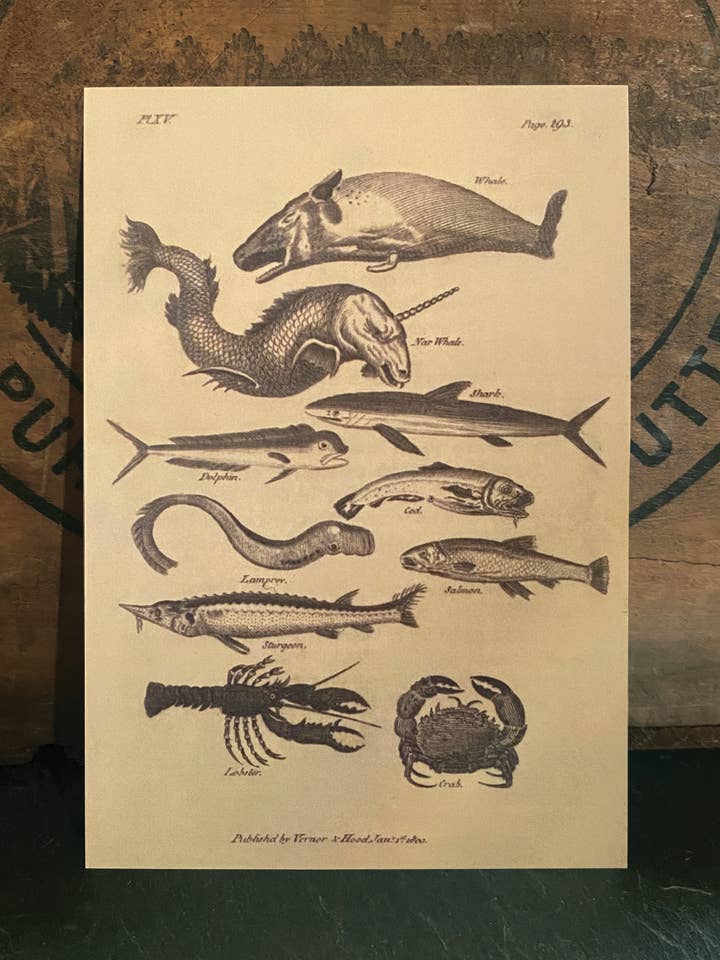 Sea Monsters for wholesale by Irreverent Cards for Challenging Times