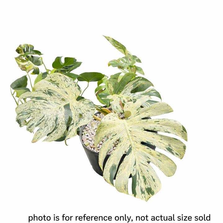 Monstera “Bulbasaur” Tissue Culture Plantlet | Houseplant for wholesale by Nanu's Nursery