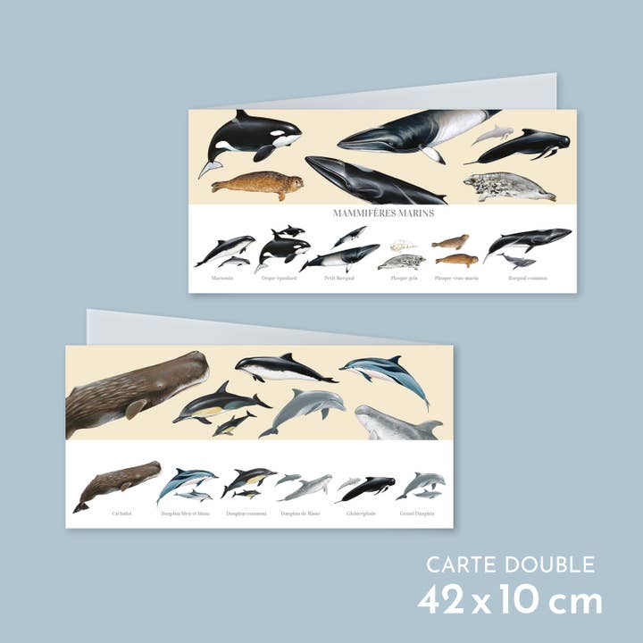 Mammifères marins - Carte double pour la vente par Longue-vue