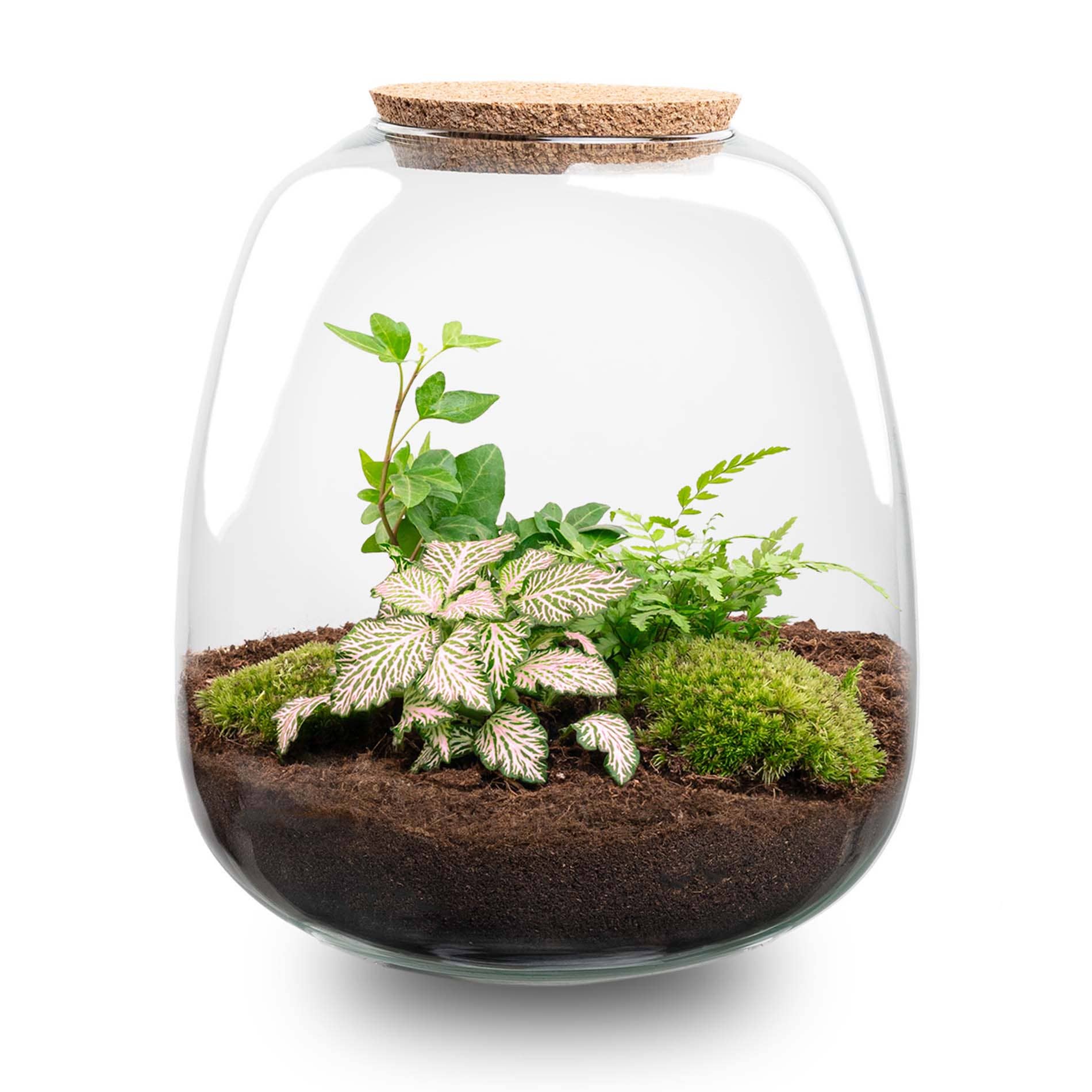 Trendhero.nl/b2b – Engroshandel Terrarium – Terrarium Emma - Ø 23 cm ↑ 25 cm - Firmagave3