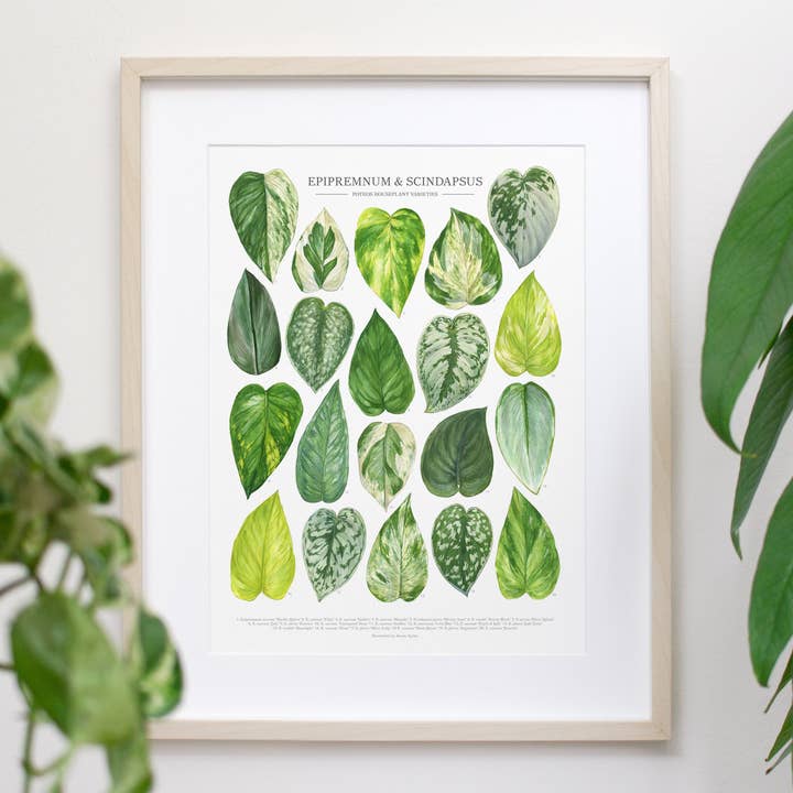 Pothos Print - Variétés Epipremnum et Scindapsus pour la vente par Aaron Apsley Artwork