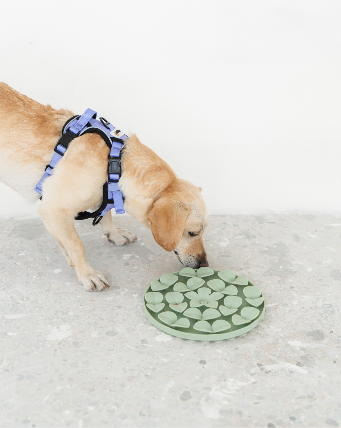 dexypaws - Wholesale Pet Food Mat - Dog - Sage Green Circle Enrichment Snuffle Mat7