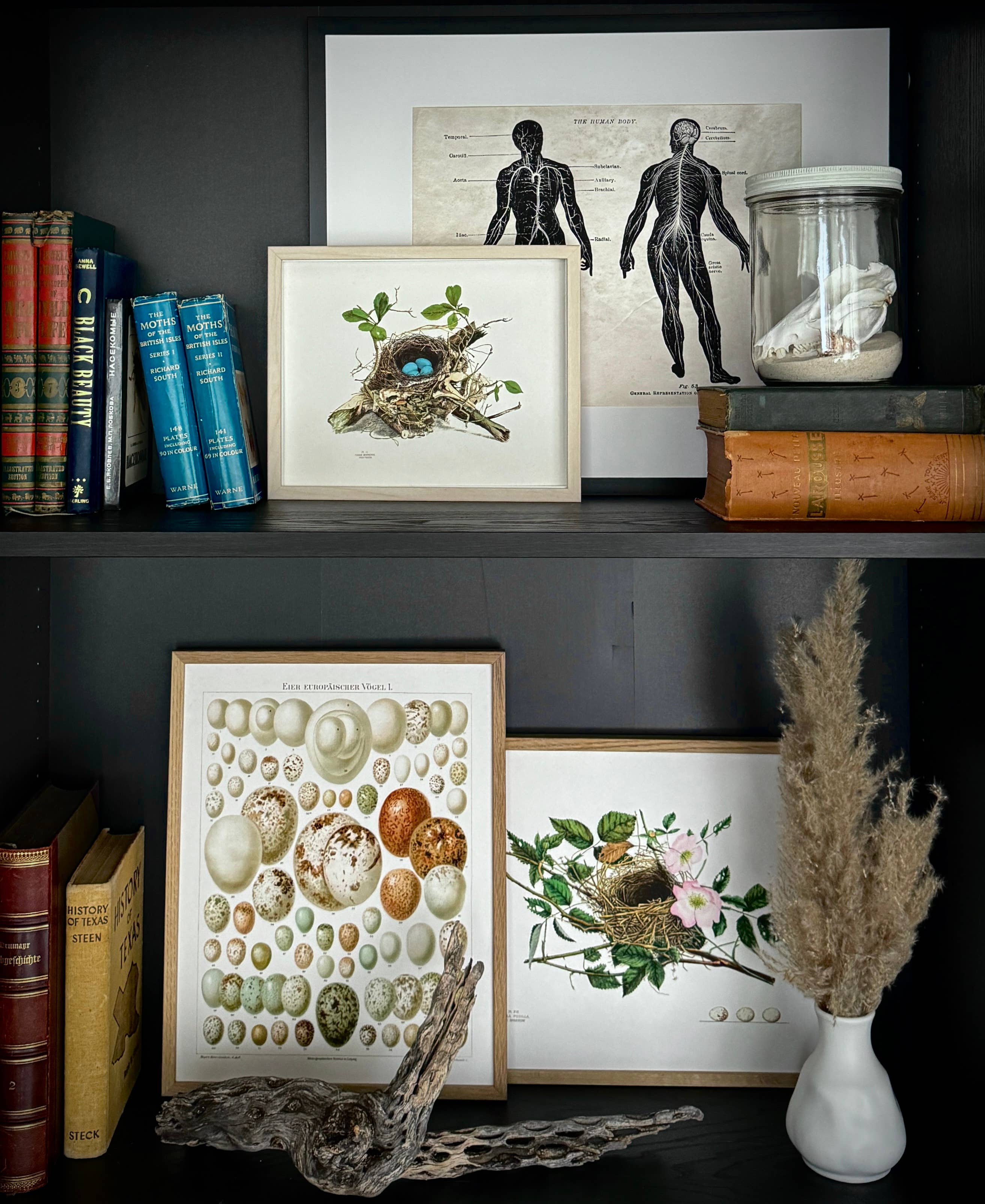 Curious Prints – wholesale Art print – Vintage Wood Thrush Bird Nest Print w/ optional frame5