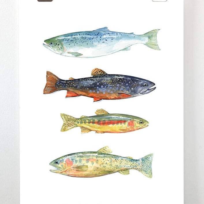 Studio Tuesday - Wholesale Art Print - Trout and Salmon Watercolor Art Print, Fly Fishing Painting