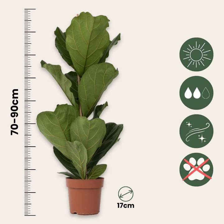 Oasis of Life - Wholesale Live plant - Fiddle Leaf Fig – 2 Plants – Ficus lyrata – Large Tropical Houseplant with XXL Leaves – Air-Purifying, Easy Care & Robust – Height 70–90cm – Ø21cm3