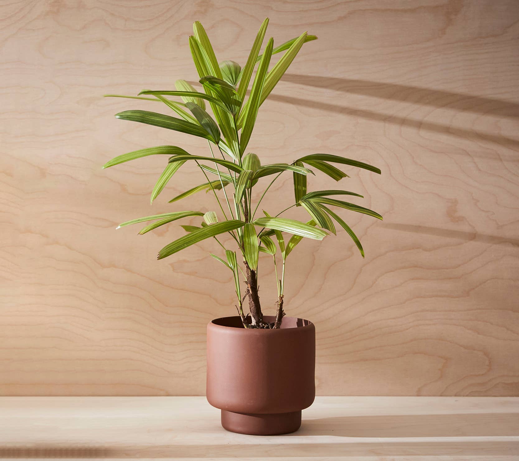 Aaron Probyn US - Wholesale Plant Pot - BOTANY porcelain plant pot MEDIUM12