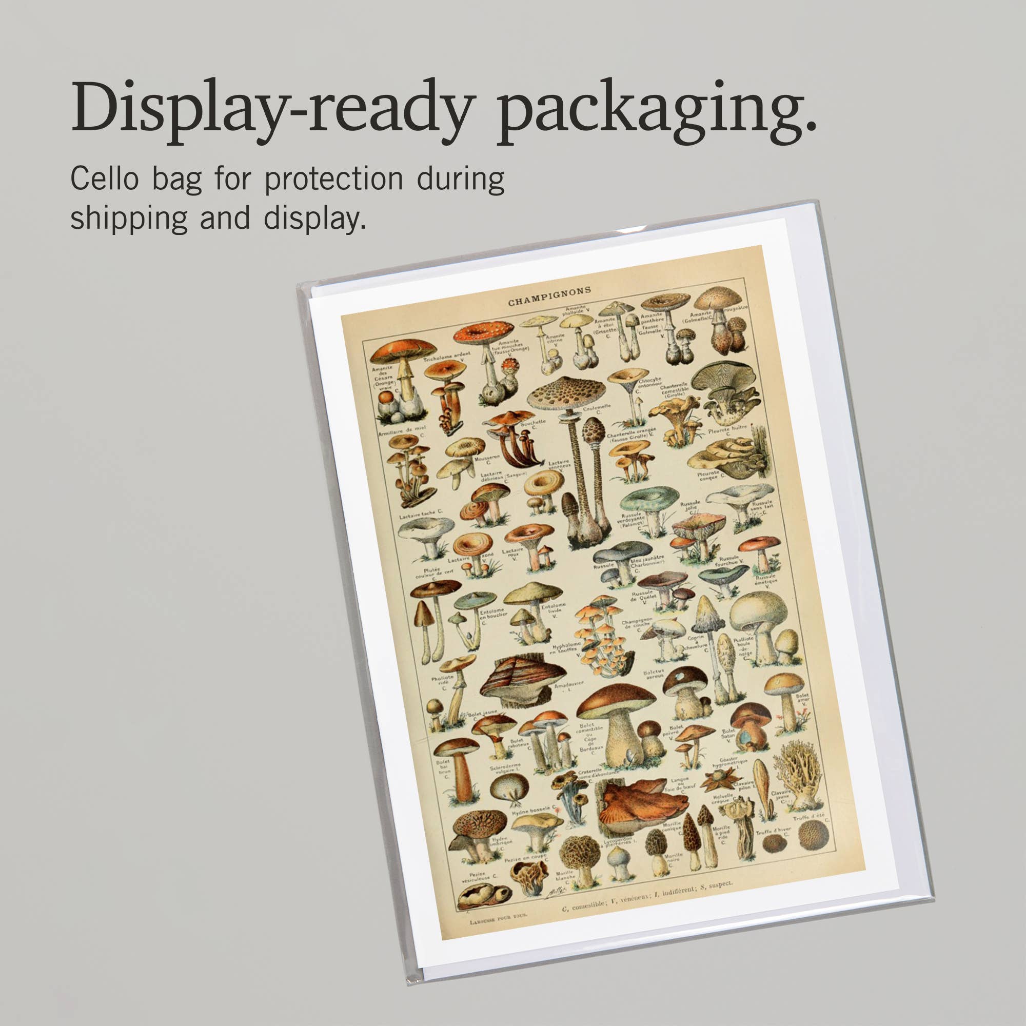 Lantern Press - Wholesale Everyday Greeting Card - GREETING CARD Mushrooms, C, Vintage Bookplate Millot6