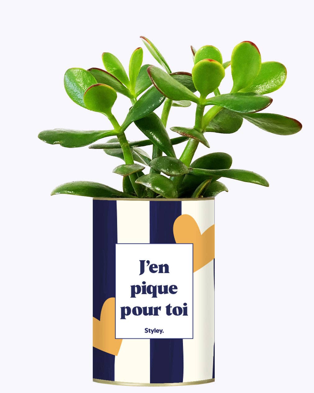 Styley - Wholesale Succulent - J'en Pique Pour Toi - Plante2