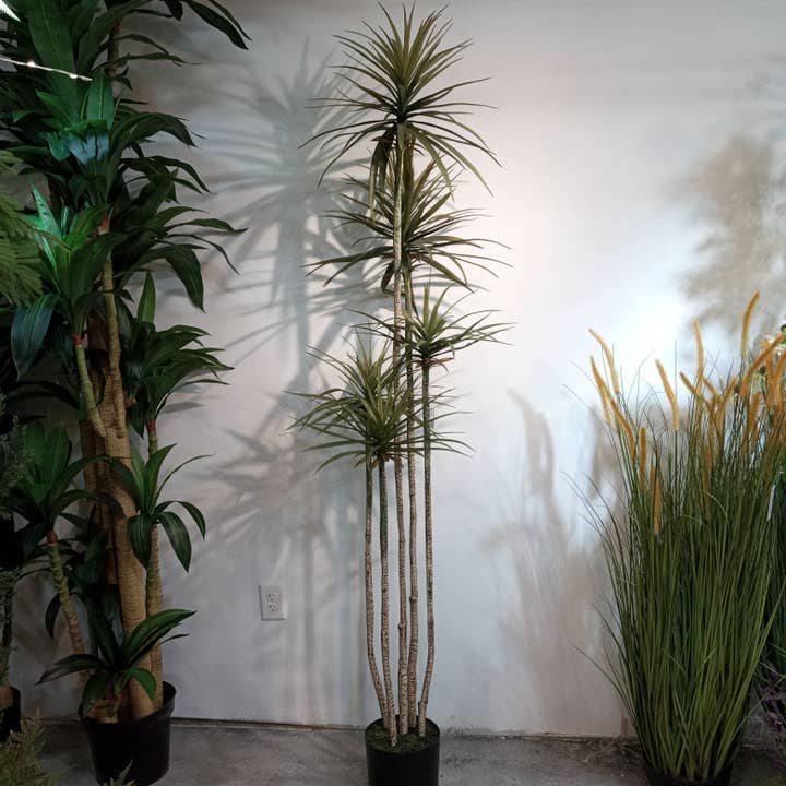 TR10751 YUCCA TREE,7.5'-2P for wholesale by Green Import Limited