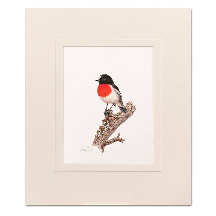 Mounted Print - Scarlet Robin for wholesale by Jeremy Boot Collections
