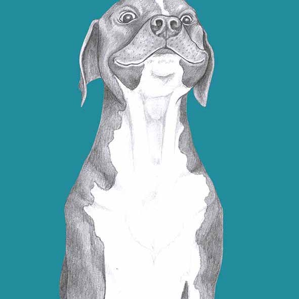 I AM NIEN - Wholesale Everyday Greeting Card - American Staffordshire Terrier