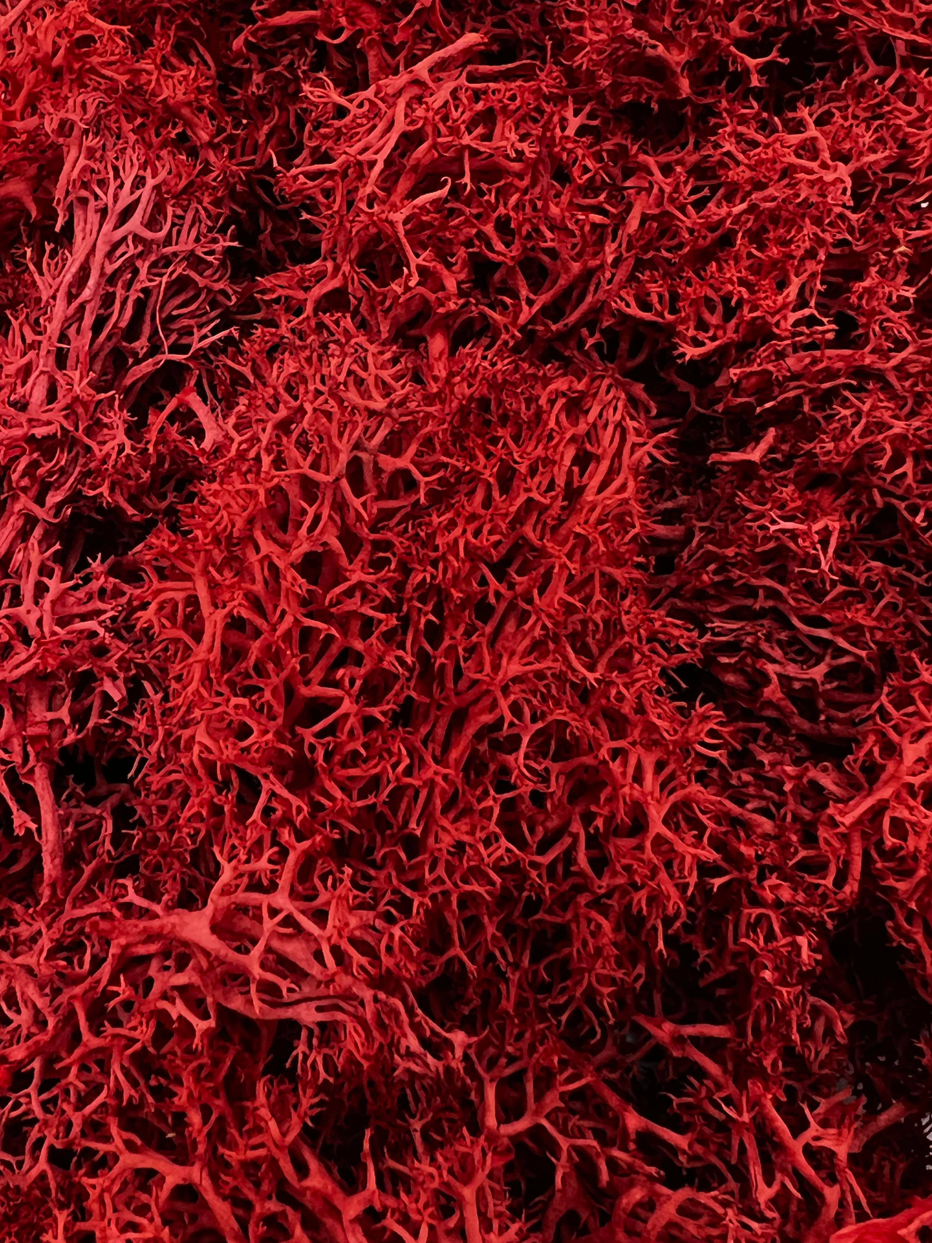 2626 Designs - Wholesale Dried/Pressed Flowers - Preserved Reindeer Moss in Multiple Colors0