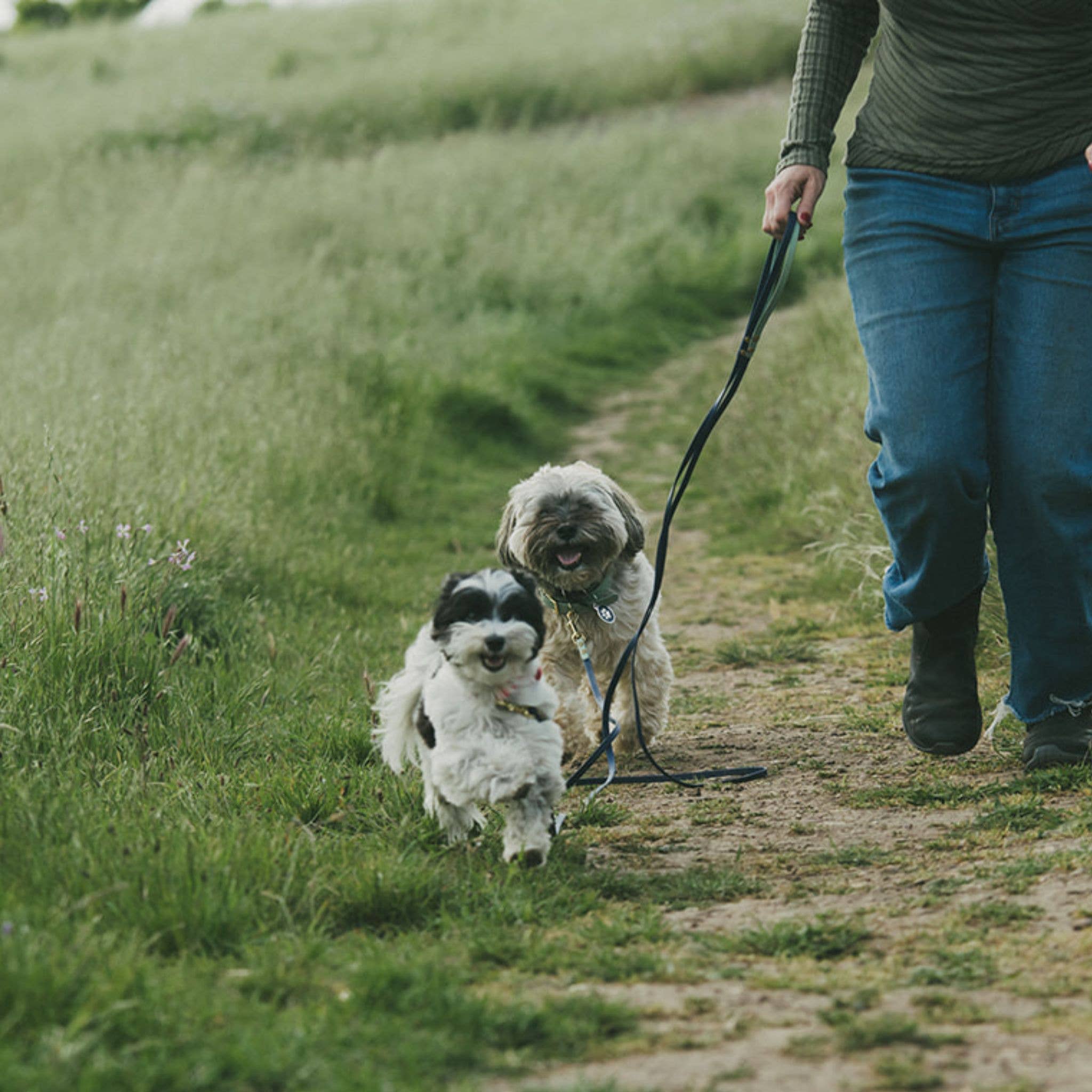 High Tail Hikes - Wholesale Pet Leash - Dog - Brass Leashes + Long Lines - Small Dogs (3/8" Width)25