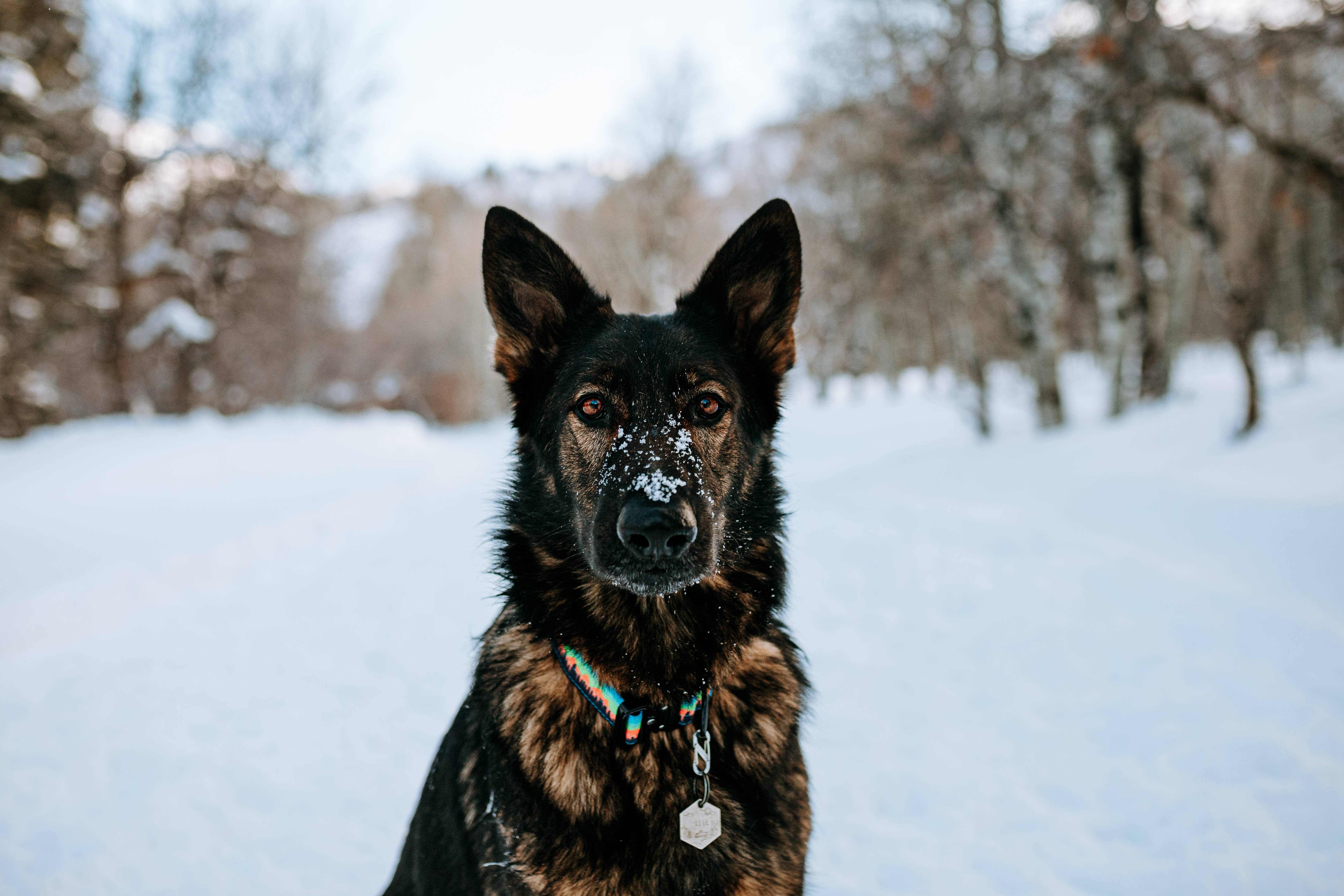 Outback Hound – Engroshandel Halsbånd - Hund – Mountain Sunset Hundehalsbånd3
