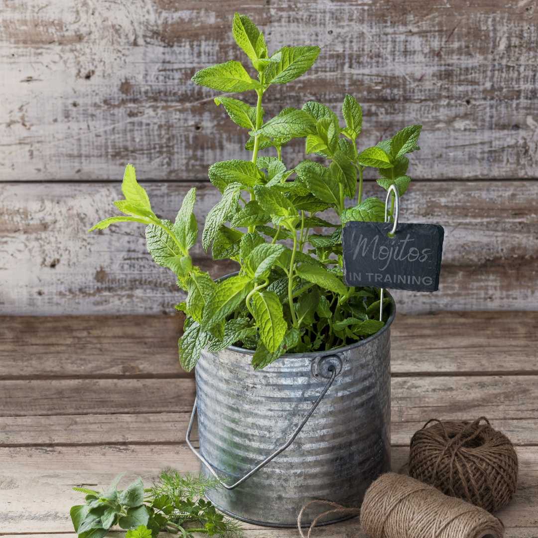 The Savvy Spade - Vente Piquets de jardin/pelouse - Marqueur pour plantes en ardoise Mojitos In Training1