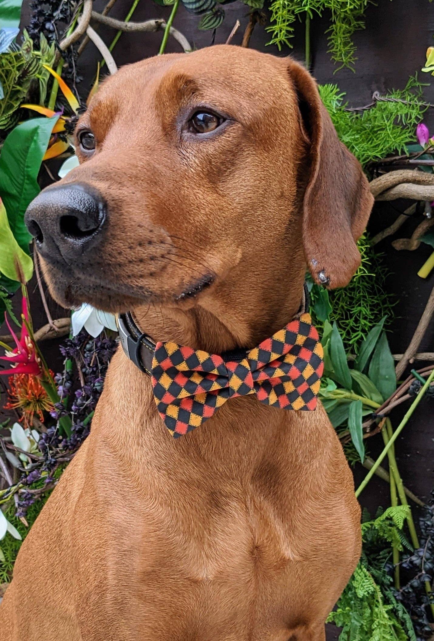 Koa's Ruff Life - Wholesale Pet bow tie – Dog - Halloween Checkered Bow Tie