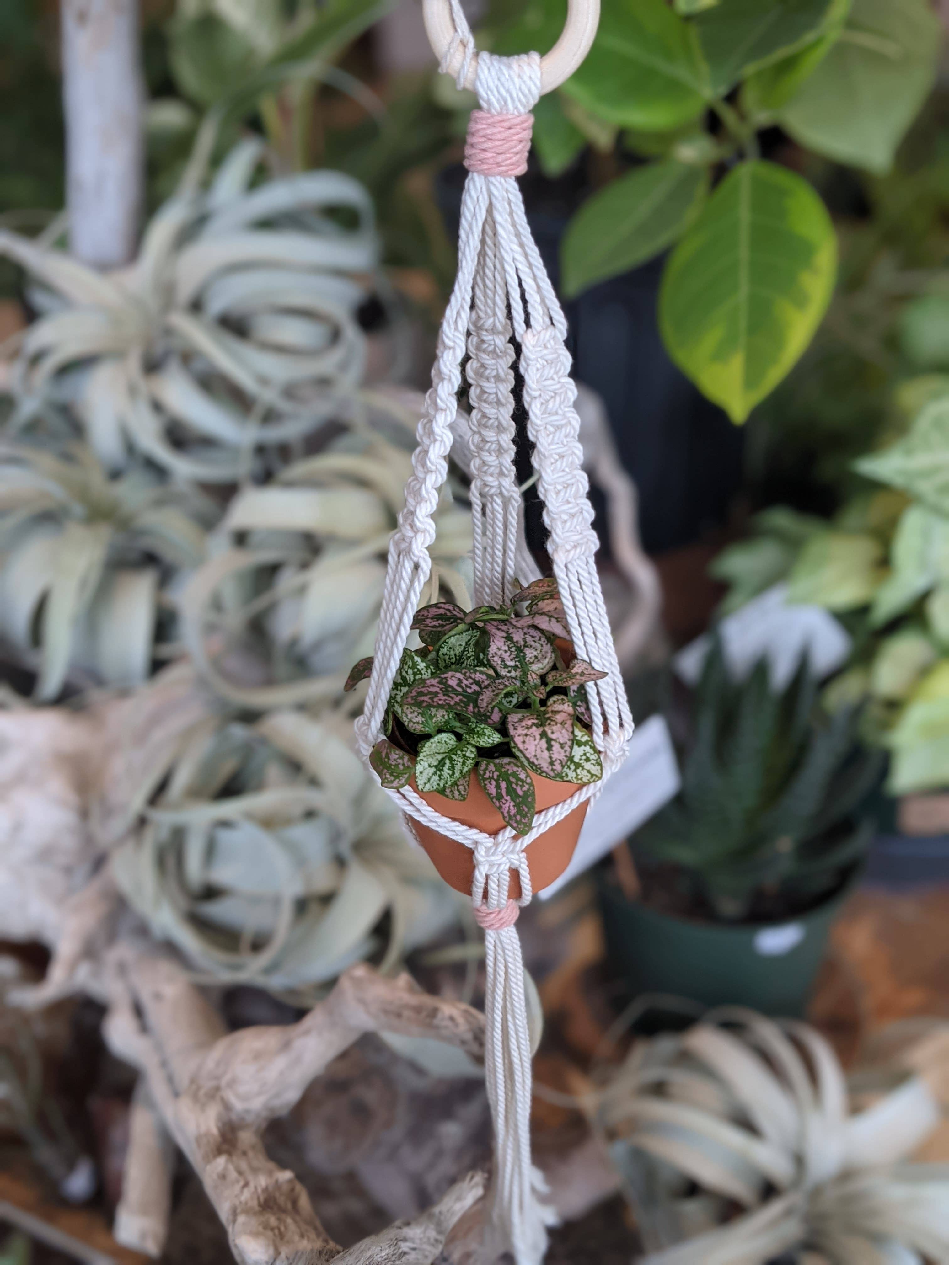 Leaf and Cord - Vente Jardinière suspendue - Cintre pour plantes en macramé - Le Petit2