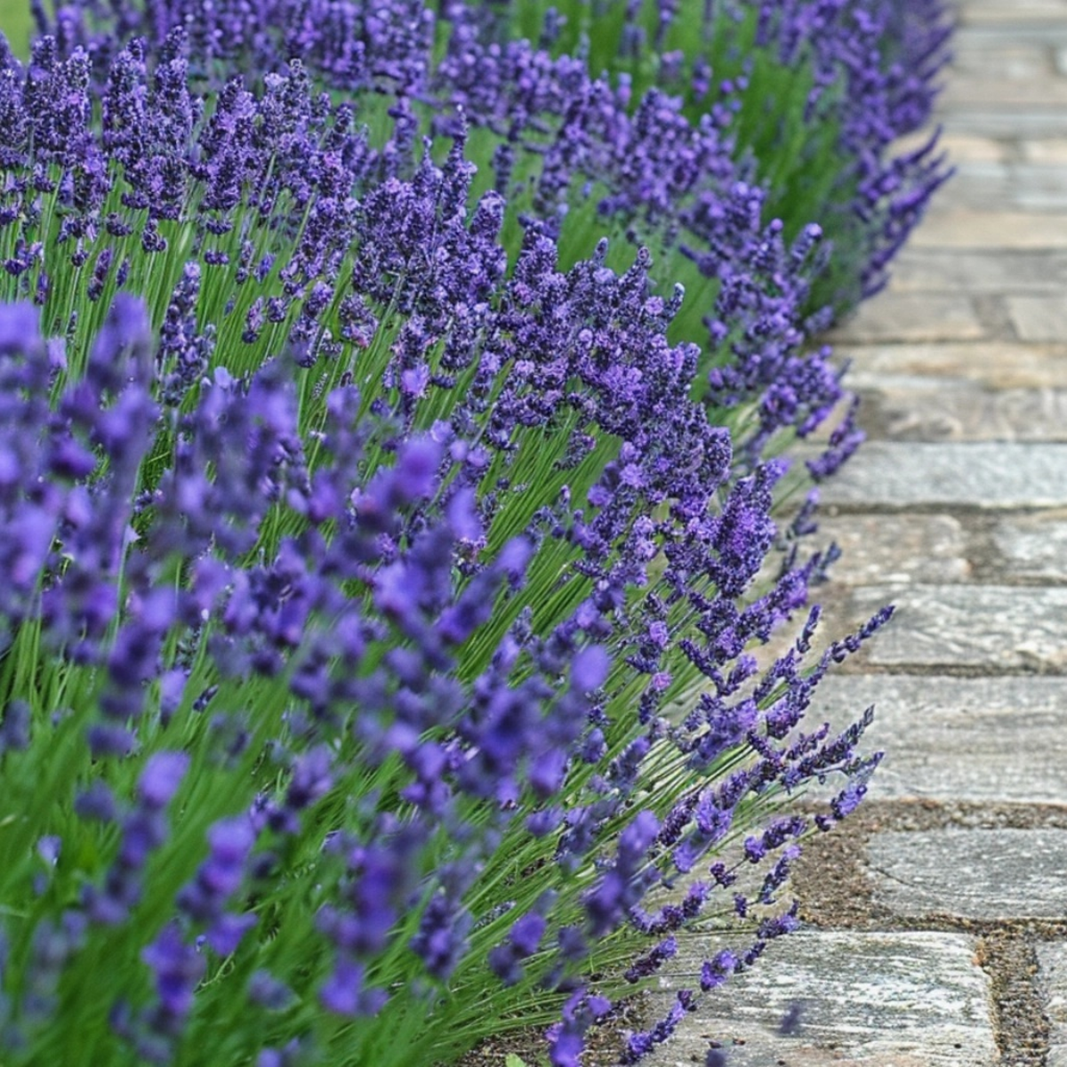 Oasis of Life - Vente Plante - Lavande – 6 plantes – Lavandula angustifolia – Hauteur 10–15cm – Ø11cm – Vraie lavande parfumée pour jardin, balcon & cuisine – Amie des abeilles, résistante au froid & facile d'entretien4
