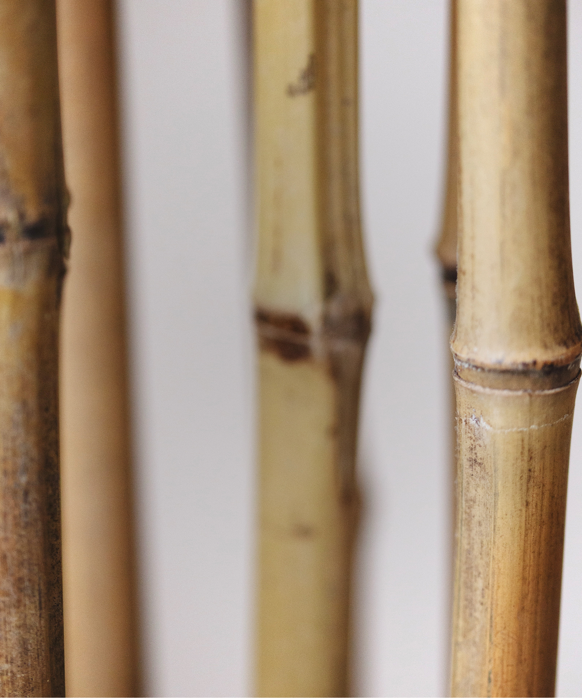 Maia Shop – Großhandel Kunstpflanzen – Künstlicher Bambus 185 cm - Maia Shop2