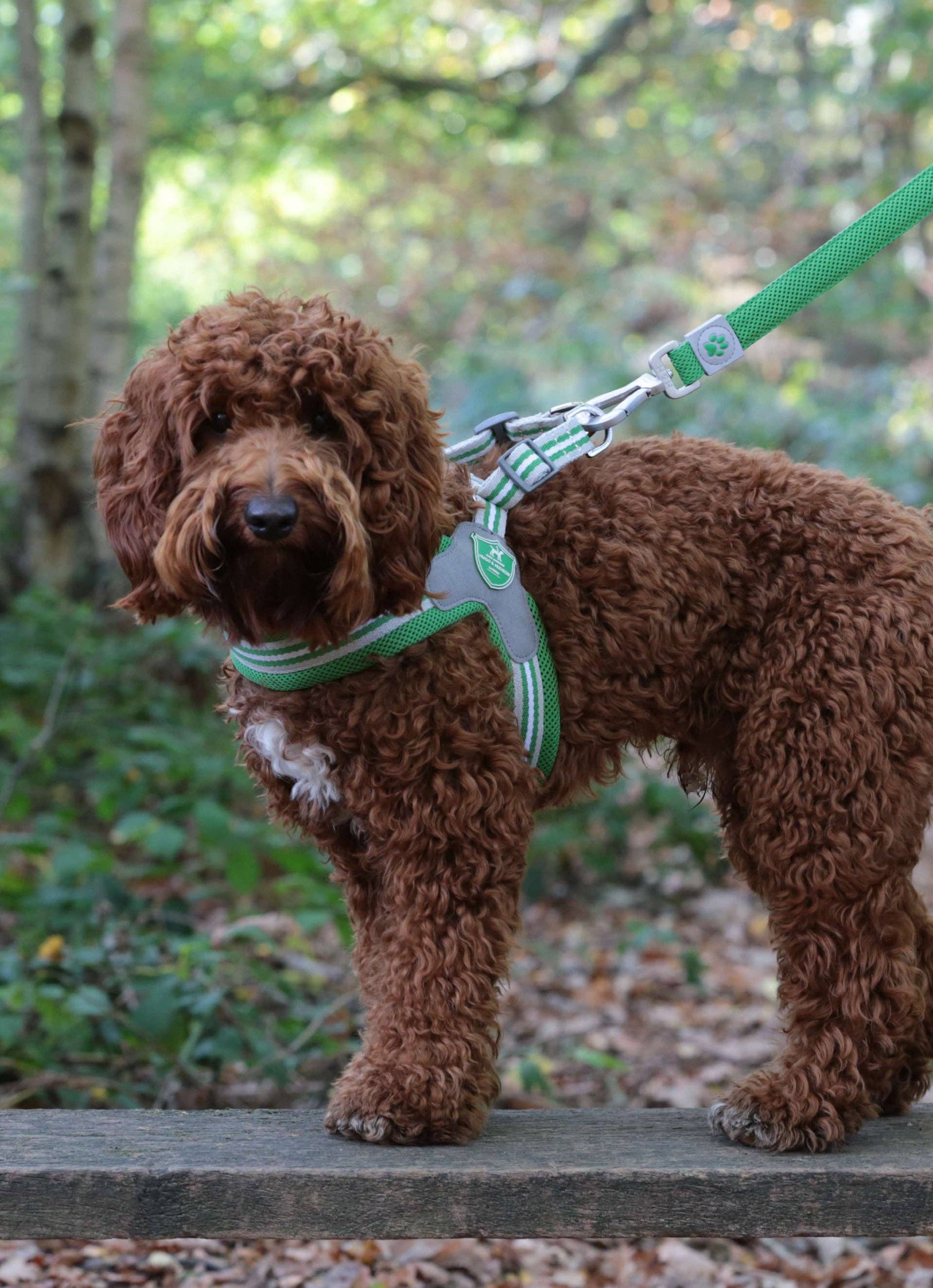 Hugo & Hudson - Vente Harnais – chien - Harnais Easy Walk V pour chien - Vert5