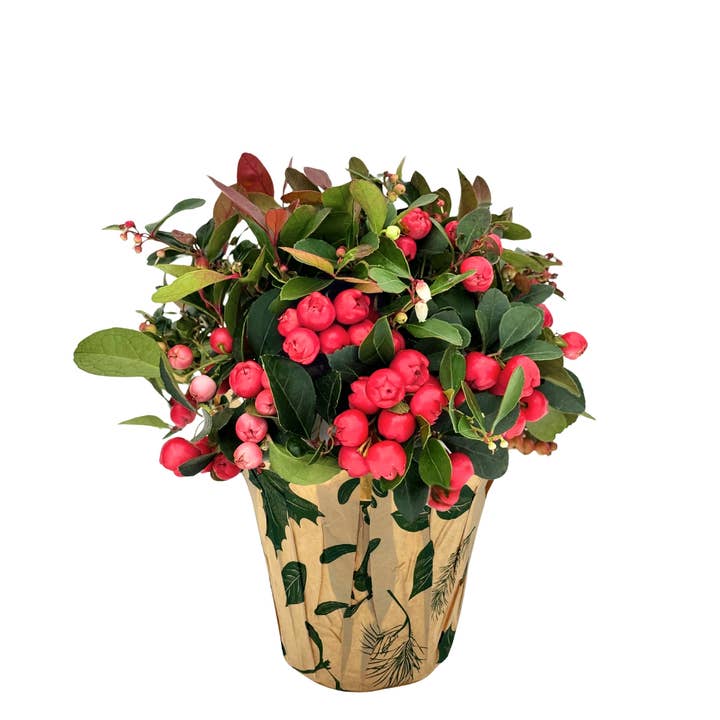 Anna's Garden, Home and Wellness - Wholesale Live Plant - 4" Winterberry2