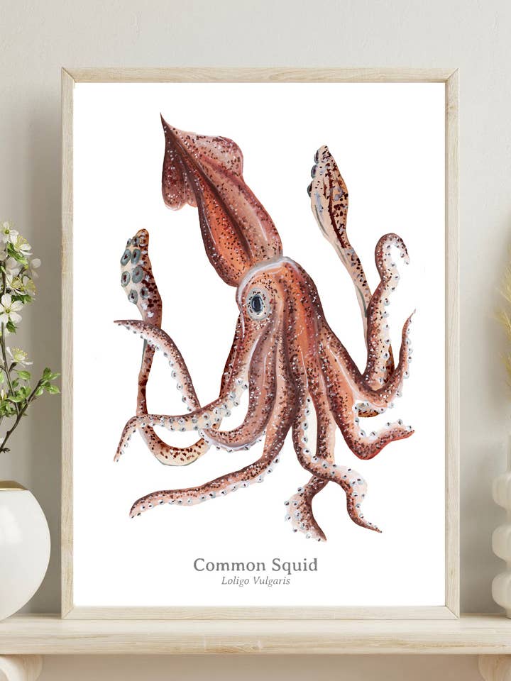 Common Squid Fine Art Print for wholesale by Rachael Farrar Artist