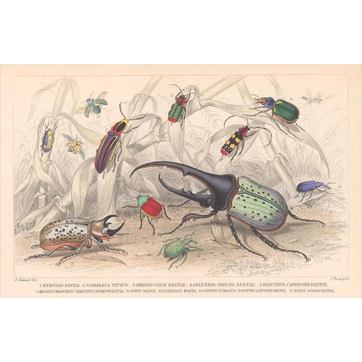 Greeting Card IS-157 Variety of Beetles for wholesale by Found Image Press